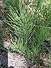 field horsetail