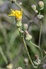 field sow thistle (ssp. uliginosus)