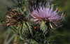 field thistle