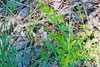 fragrant bedstraw