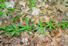 fragrant bedstraw