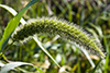 giant foxtail