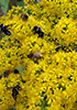 goldenrod (Solidago sp.)