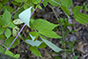 grayleaf red raspberry