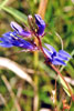 great blue lobelia (var. ludoviciana)