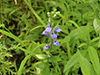 great blue lobelia (var. siphilitica)