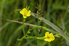 grooved yellow flax