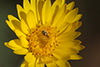 hairy false golden aster