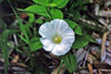 hedge bindweed