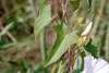 hedge bindweed
