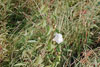 hedge bindweed