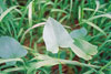 hedge bindweed