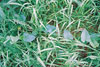 hedge bindweed