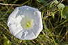 hedge bindweed