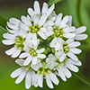 hoary alyssum 