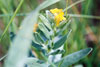 hoary puccoon