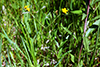 hoary puccoon