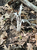 Indianpipe