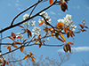 inland serviceberry