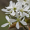 inland serviceberry