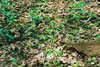 kidney-leaved buttercup
