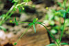 kidney-leaved buttercup
