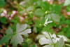 kidney-leaved buttercup