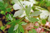 kidney-leaved buttercup