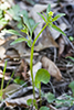 kidney-leaved buttercup