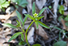 kidney-leaved buttercup