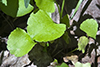 kidney-leaved buttercup