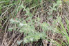 leadplant