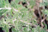 leadplant