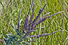 leadplant