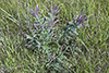 leadplant
