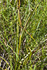 mountain death camas