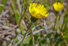 mouse-ear hawkweed