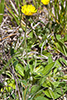 mouse-ear hawkweed