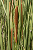 narrow-leaved cattail