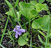 northern bog violet