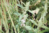 northern bugleweed