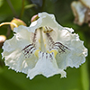 northern catalpa