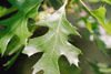 northern pin oak