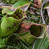northern purple pitcherplant