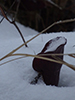 northern purple pitcherplant