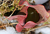 northern purple pitcherplant