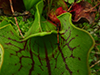 northern purple pitcherplant