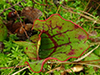 northern purple pitcherplant