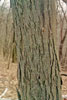 northern shagbark hickory
