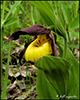 northern small yellow lady's slipper